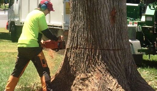 Tree surgeon felling a very large tree with a chainsaw in a resident's front yard
