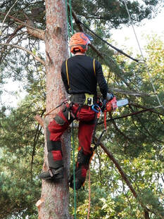 A tree surgeon cutting large limbs from a tree in Chesterfield, MO before removing the tree
